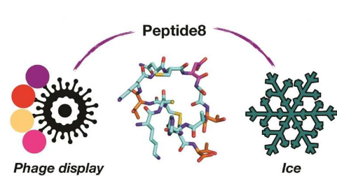 使用噬菌体发现新的抗冻蛋白