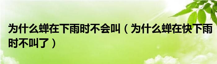 为什么蝉在下雨时不会叫（为什么蝉在快下雨时不叫了）