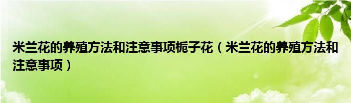 米兰花的养殖方法和注意事项栀子花（米兰花的养殖方法和注意事项）