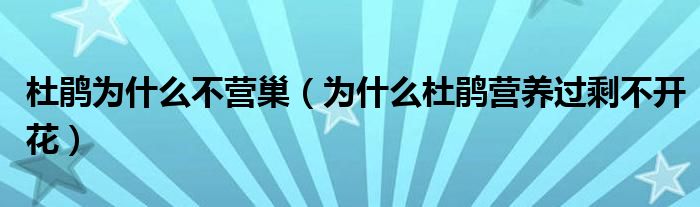 杜鹃为什么不营巢（为什么杜鹃营养过剩不开花）