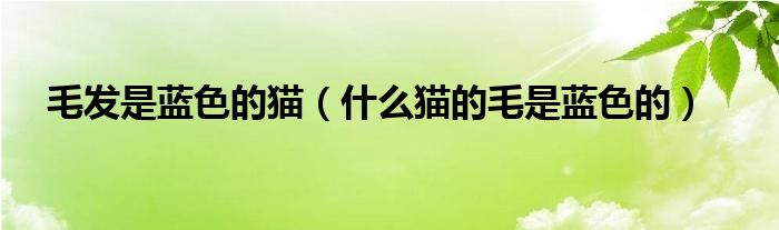 毛发是蓝色的猫（什么猫的毛是蓝色的）