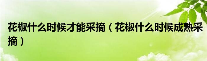 花椒什么时候才能采摘（花椒什么时候成熟采摘）