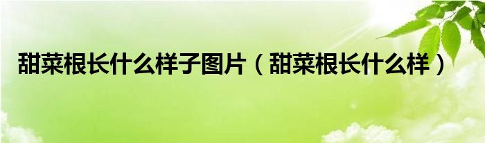 甜菜根长什么样子图片（甜菜根长什么样）