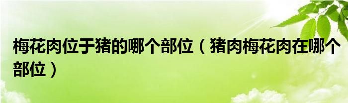 梅花肉位于猪的哪个部位（猪肉梅花肉在哪个部位）