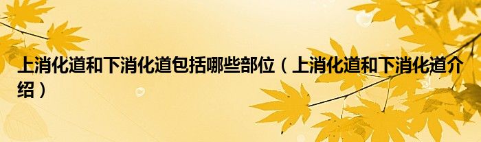 上消化道和下消化道包括哪些部位（上消化道和下消化道介绍）